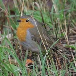 European Robin