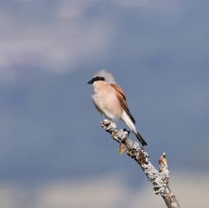 Red-backed Shrike