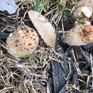 Shaggy Mane