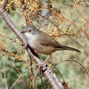 Sardinian Warbler