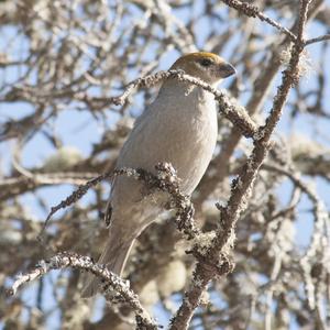 Pine Grosbeak