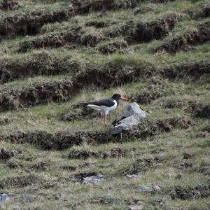 Eurasian Oystercatcher