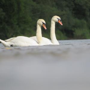 Mute Swan