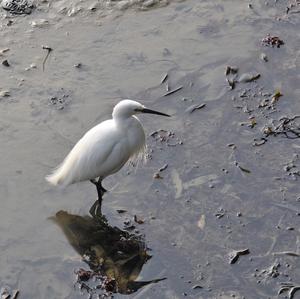 Snowy Egret