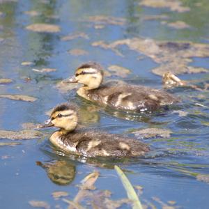 Mallard