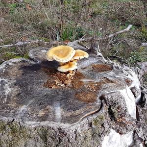 Scaly Pholiota