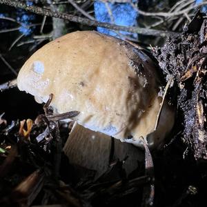 King Bolete