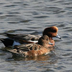 Eurasian Wigeon