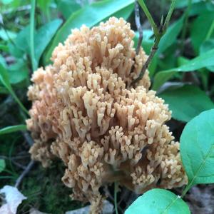 Crown Coral