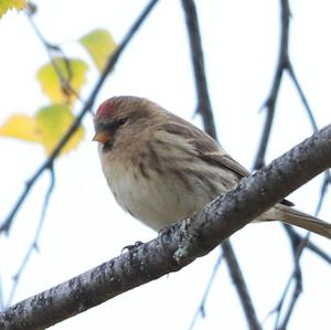 Common Redpoll