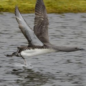 Red-throated Loon