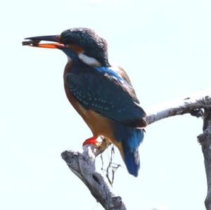 Common Kingfisher