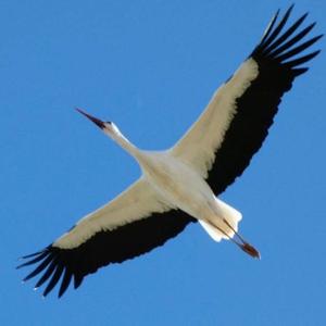 White Stork