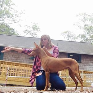 Pharaoh Hound