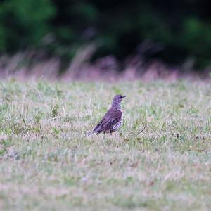 Song Thrush