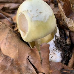 Death Cap