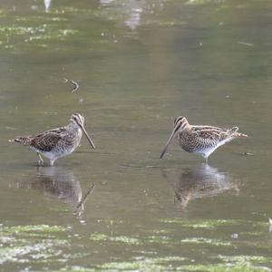 Common Snipe