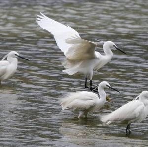 Little Egret
