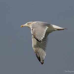 Herring Gull