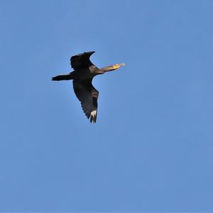 Great Cormorant