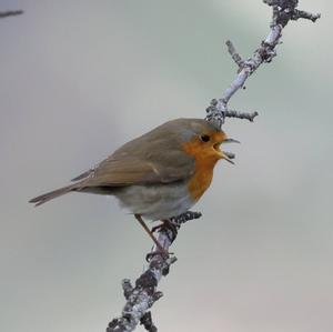 European Robin