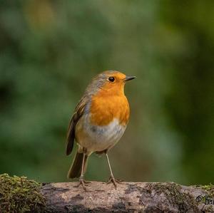 European Robin