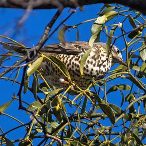 Mistle Thrush