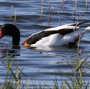 Common Shelduck