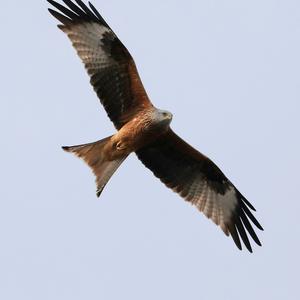 Red Kite