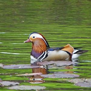 Mandarin Duck