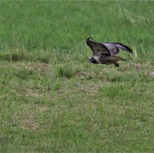 Common Buzzard