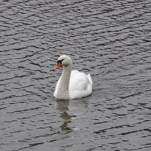 Mute Swan