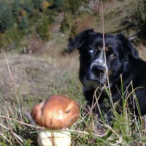 Grey Larch Bolete