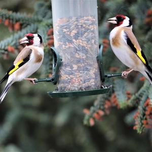 European Goldfinch