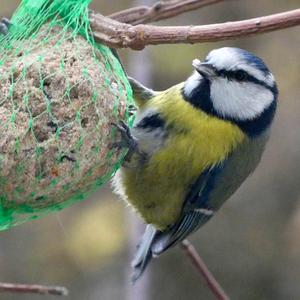 Blue Tit