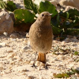 Black Redstart