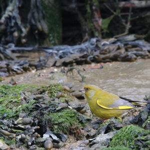 European Greenfinch