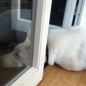 Berger Blanc Suisse