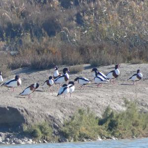 Common Shelduck