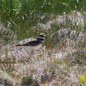 Killdeer