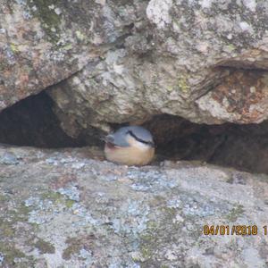 Wood Nuthatch