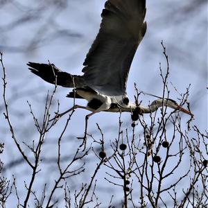 Grey Heron