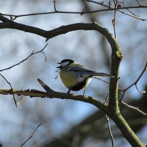 Great Tit