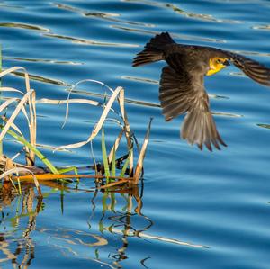 Yellow-headed Blackbird