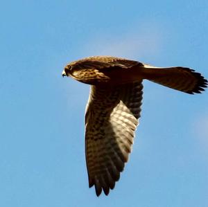 Common Kestrel