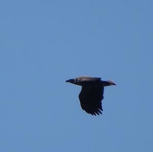 White-tailed Eagle