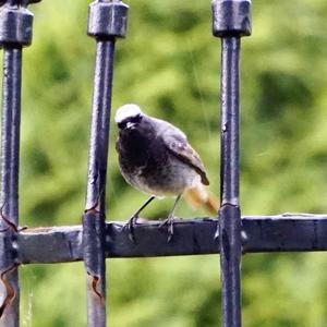 Black Redstart