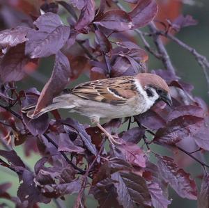 Eurasian Tree Sparrow