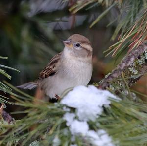 House Sparrow