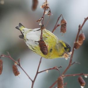 Eurasian Siskin